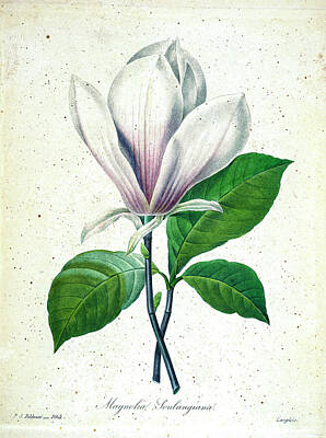 Sugar Skulls - Magnolia illustration 1827 r1 by Botany
