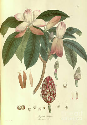 David Bowie Royalty Free Images - Magnolia insignis b1 Royalty-Free Image by Botany