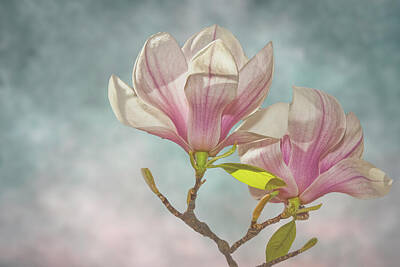 Randall Nyhof Royalty-Free and Rights-Managed Images - Magnolia Tree Flower Blossoms against blurred background by Randall Nyhof