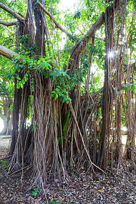 James Bo Insogna Royalty-Free and Rights-Managed Images - Majestic Magnificent Banyan Tree Portrait by James BO Insogna