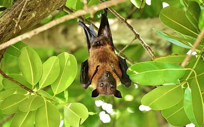 Wine Beer And Alcohol Patents - Maldivian Fruitbat  by Neil R Finlay
