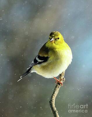Landmarks Photos - Male American Goldfinch Getting His Black Cap by Cindy Treger