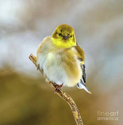 Landmarks Photos - Male American Goldfinch Looks Like a Ball of Fluff by Cindy Treger