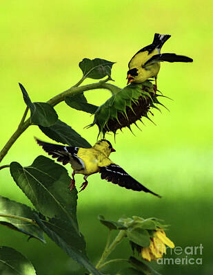 Landmarks Photos - Male American Goldfinch Not Willing To Share by Cindy Treger
