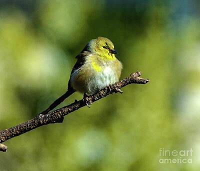 Landmarks Photos - Male American Goldfinch with Dreamy Look by Cindy Treger