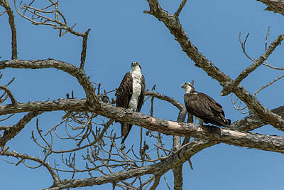 Birds Royalty-Free and Rights-Managed Images - Male and Female Ospreys - Hunting Island by Steve Rich
