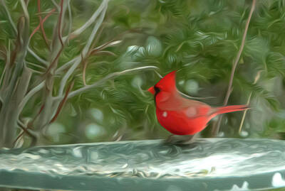 Street Posters - Male Cardinal Song Bird in Winter Painting by Sandra J