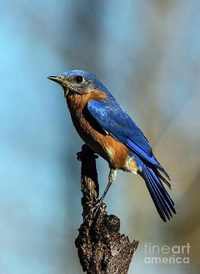 Food And Beverage Photos - Male Eastern Bluebird with Tail Feathers Spread  by Cindy Treger