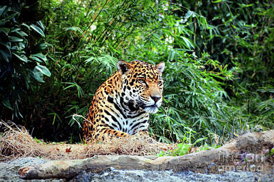 Animal Surreal - Male Jaguar  by Savannah Gibbs