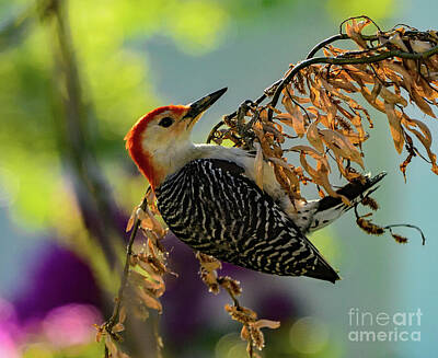 Tranquil Waters - Male Red-bellied Woodpecker On Corkscrew Branch by Cindy Treger