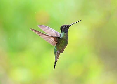 Flags On Faces Semmick Photo - Male Talamanca Hummingbird in Flight 2 by Marlin and Laura Hum