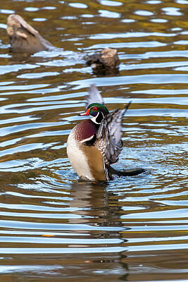 Fun Facts - Male wood duck flapping his wings in the water by Dan Friend