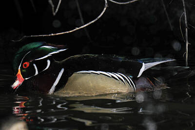 Modern Man Famous Athletes Royalty Free Images - Male wood duck in the pond Royalty-Free Image by Jeff Swan