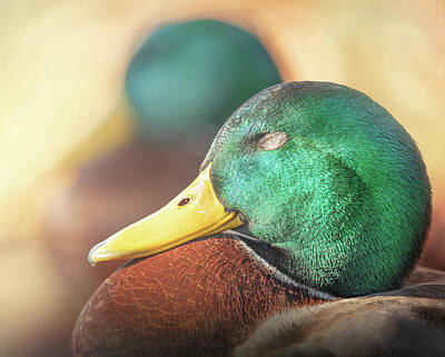 Target Threshold Photography Rights Managed Images - Mallard Duck Drake Dreams Royalty-Free Image by Jordan Hill