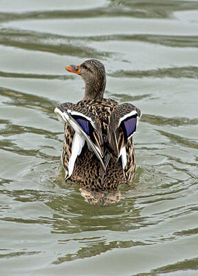 Its A Piece Of Cake Rights Managed Images - Mallard - Female - Duck Dance 04 Royalty-Free Image by Pamela Critchlow