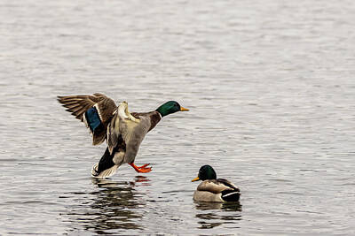 Dancing Rights Managed Images - Mallard Landing I Royalty-Free Image by Patti Deters