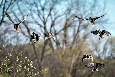 Sean Rights Managed Images - Mallards Flying Away Royalty-Free Image by Ed Peterson