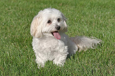 Mt Rushmore - Maltese Toy Poodle Mixed Puppy Sitting In Grass by Jim Vallee