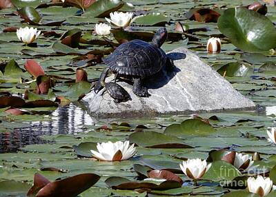 Reptiles Royalty Free Images - Mama and Baby Turtle in Water Lily Pond Royalty-Free Image by Carol Groenen