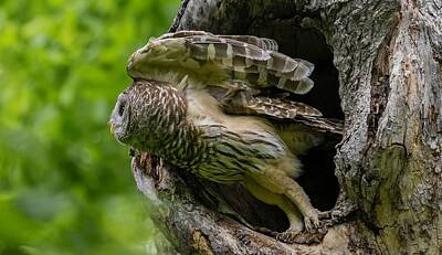 Painted Liquor - Mama Barred Owl leaving the nest  by Puttaswamy Ravishankar