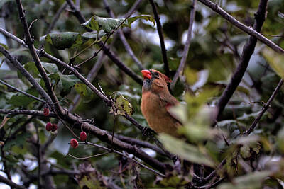 Landscapes Royalty-Free and Rights-Managed Images - Mamma Cardinal by American Landscapes
