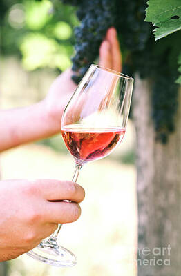 Wine Photos - Man holding glass of red wine in vineyard field. Wine tasting in by Jelena Jovanovic
