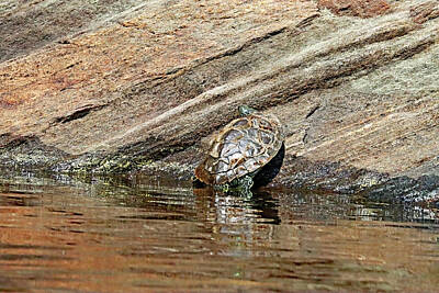 European Photography - Map Turtle Basking On Rock by Debbie Oppermann