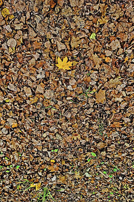 Travel Pics Digital Art Royalty Free Images - Maple leaf. Carpet of Leaves. Royalty-Free Image by Andy i Za