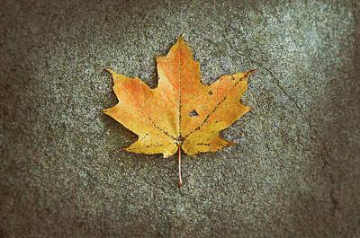 Royalty-Free and Rights-Managed Images - Maple Leaf on Stone by Scott Norris