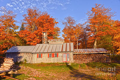 Olympic Sports - Maple Syrup House by Catherine Sherman