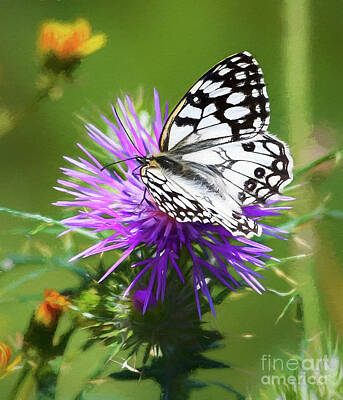 World Forgotten - Marbled White Butterfly by Paul Gerace