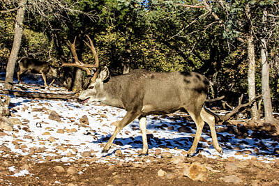 Sultry Flowers - Marching Away - Mule Deer Buck by Renny Spencer