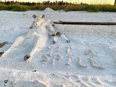 Beaches And Waves - Marco Island Sand Cow - Sit a Spill by Judee Stalmack