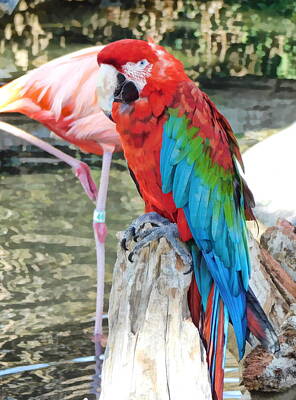 Doors And Windows Rights Managed Images - Mardi Gras Macaw Royalty-Free Image by Artistocratic Space