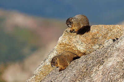Beach House Signs - Marmot Pups Hanging Out Above Timberline by Tony Hake
