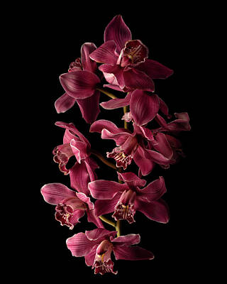 Lilies Royalty Free Images - Maroon Cymbidium Orchid II Royalty-Free Image by Lily Malor
