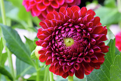 Floral Royalty Free Images - Maroon Dahlia 03 Royalty-Free Image by Emerald Studio Photography