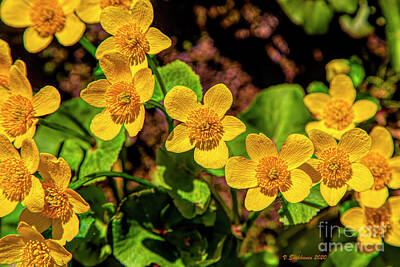 Abstract Flowers Photos - Marsh-marigold by Veikko Suikkanen