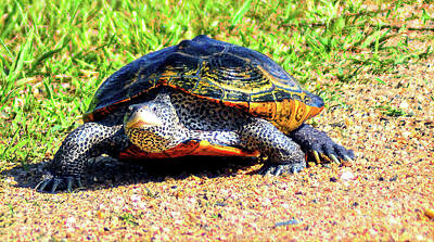 Reptiles Photo Royalty Free Images - Maryland Terrapin  Royalty-Free Image by Darin Bokeno