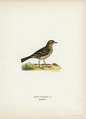 Paintings For Children Cindy Thornton Royalty Free Images - Meadow pipit  Anthus pratensis  illustrated by the von Wright brothers. Royalty-Free Image by Shop Ability