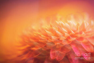 Abstract Flowers Royalty Free Images - Memories of summer 7 Royalty-Free Image by Veikko Suikkanen