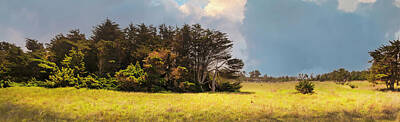 Wine Royalty-Free and Rights-Managed Images - Mendocino Coastal Forest P by Frank Wilson
