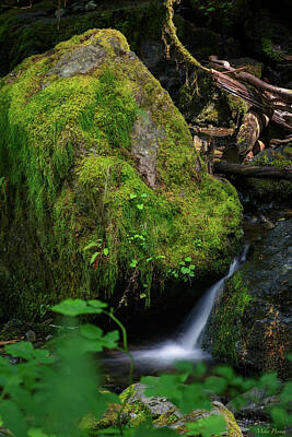 Snails And Slugs - Merriman Falls 1001 by Mike Penney