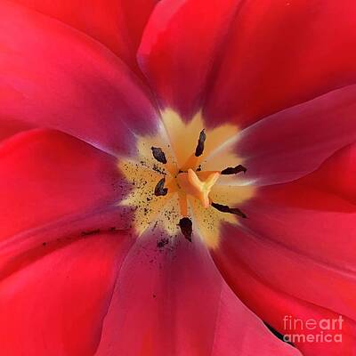 Garden Tools - Mesmerizing Red Tulip Center by Carol Groenen