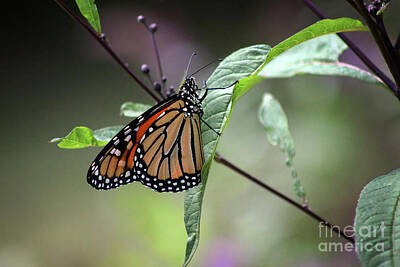 Abstract Airplane Art - Messy Monarch by Karen Adams