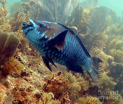 Photo Royalty Free Images - Midnight Parrotfish 11 Royalty-Free Image by Daryl Duda