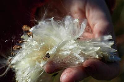 Ballerina Rights Managed Images - Milkweed Fluff and Seeds in Hand Royalty-Free Image by James Oppenheim