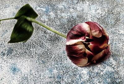 Abstract Flowers Photos - Mine red tulip by Al Fio Bonina