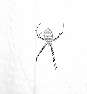 Negative Space Rights Managed Images - Minimalist Garden Spider in BW Royalty-Free Image by Kae Cheatham