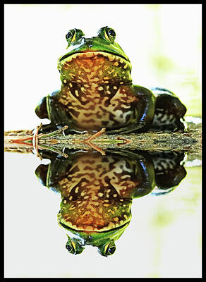 Lori A Cash Royalty-Free and Rights-Managed Images - Mirrored Bullfrog by Lori A Cash